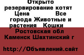 Открыто резервирование котят › Цена ­ 15 000 - Все города Животные и растения » Кошки   . Ростовская обл.,Каменск-Шахтинский г.